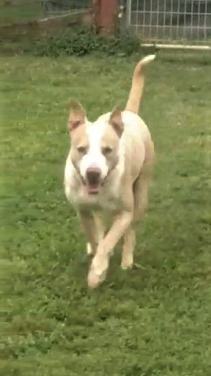 Matt, an adoptable Catahoula Leopard Dog in Poland, IN, 47868 | Photo Image 1