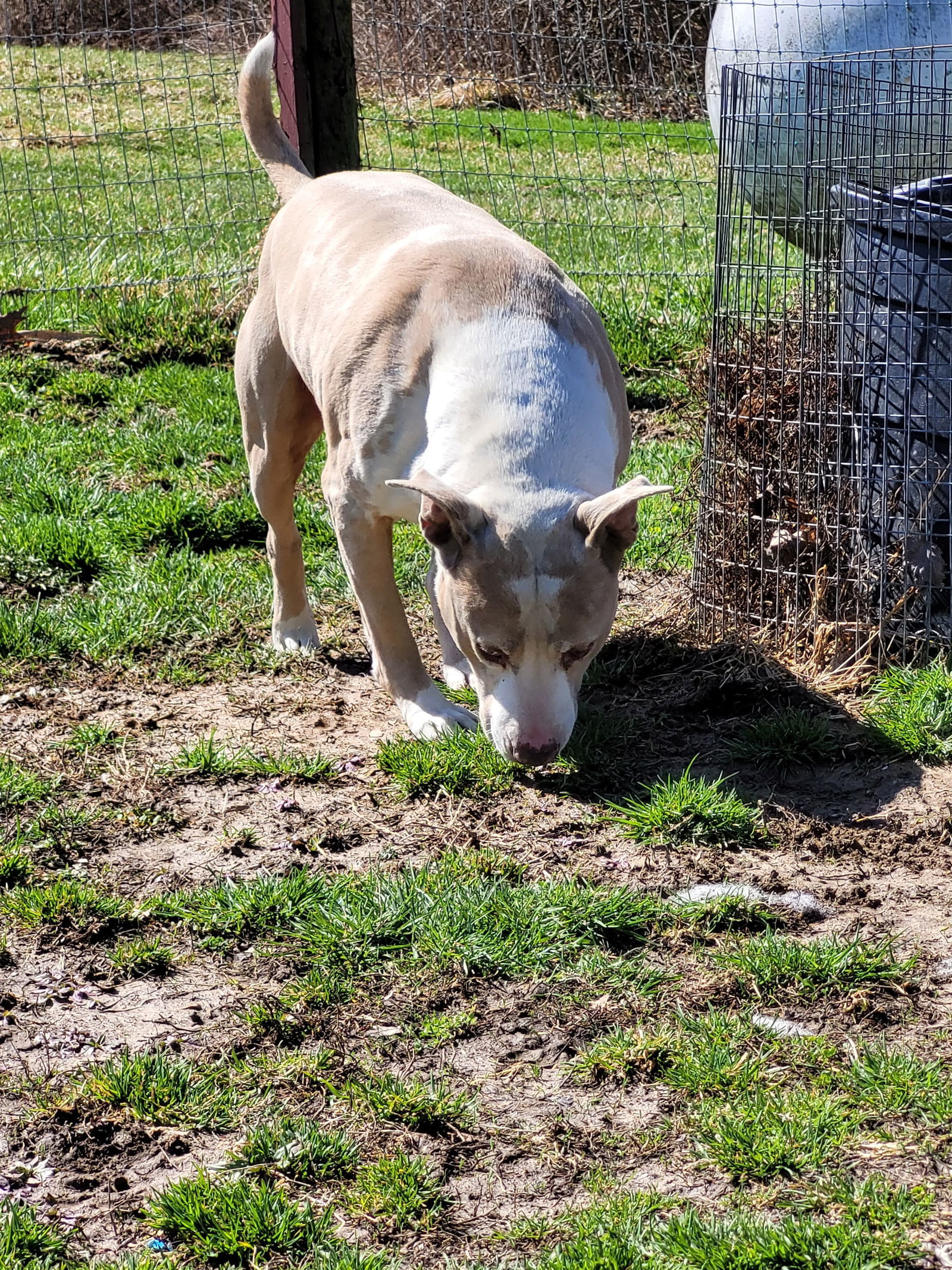 Matt, an adoptable Catahoula Leopard Dog in Poland, IN, 47868 | Photo Image 2