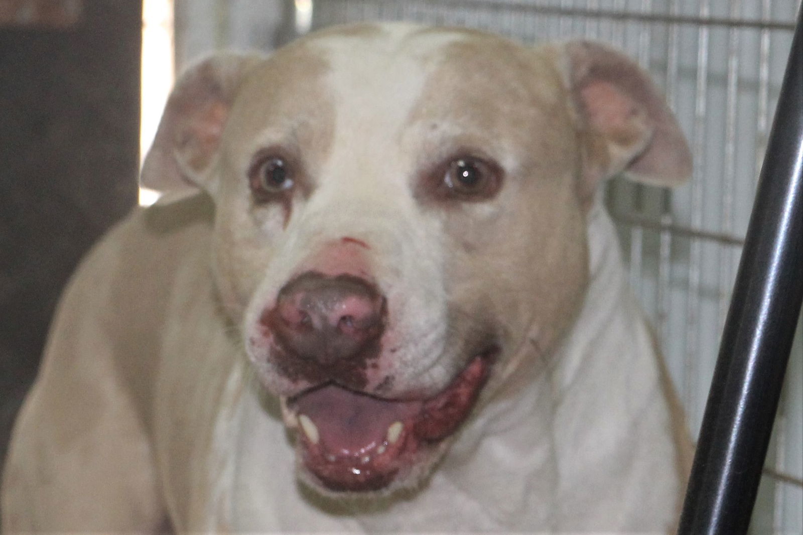 Matt, an adoptable Catahoula Leopard Dog in Poland, IN, 47868 | Photo Image 3