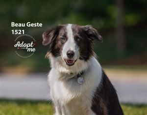 Beau Geste 1521