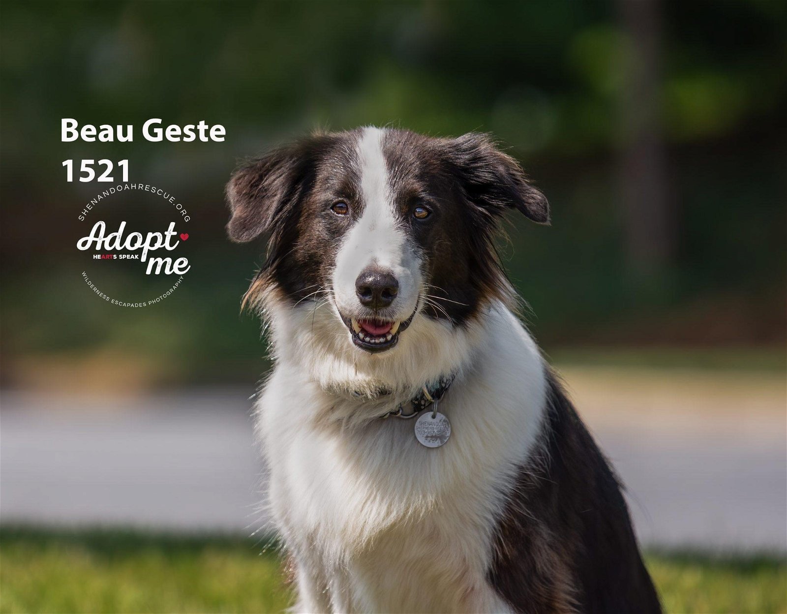 Beau Geste 1521, an adoptable English Shepherd in Annapolis, MD, 21402 | Photo Image 1