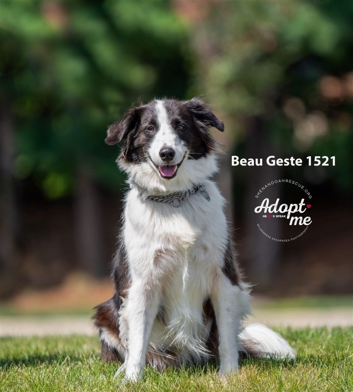 Beau Geste 1521, an adoptable English Shepherd in Annapolis, MD_image-2