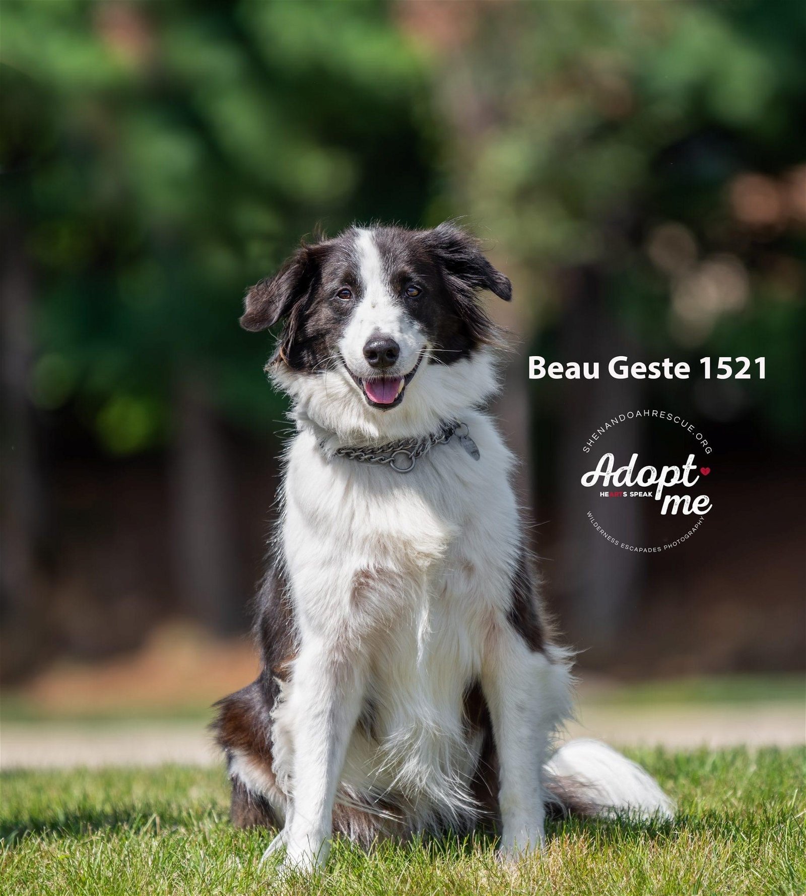 Beau Geste 1521, an adoptable English Shepherd in Annapolis, MD, 21402 | Photo Image 2