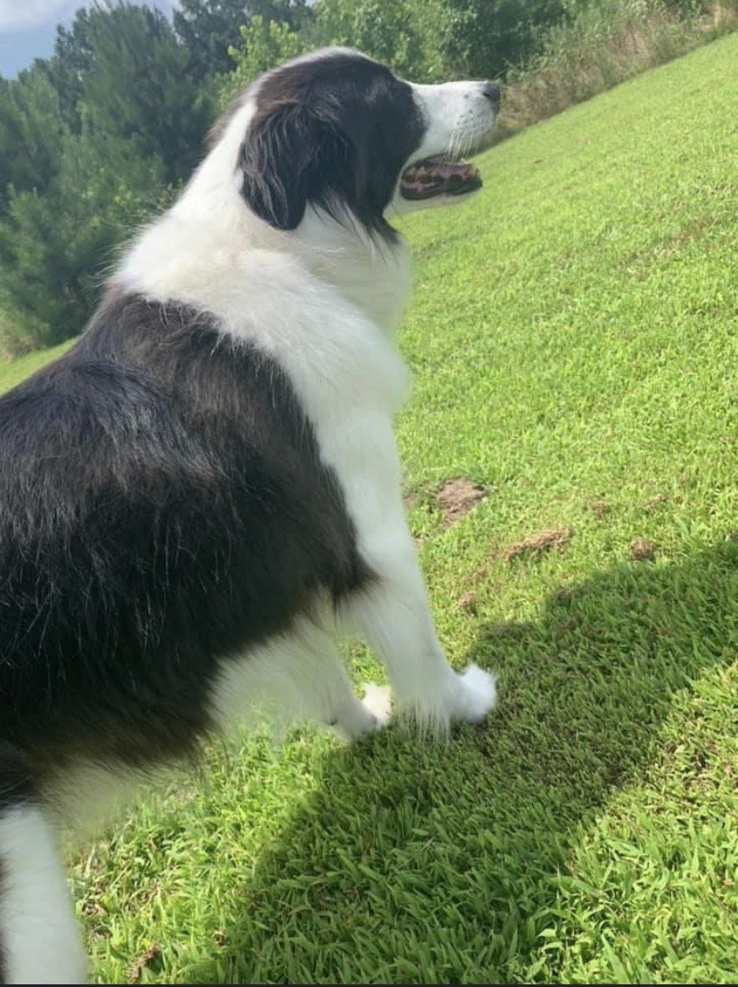 Beau Geste 1521, an adoptable English Shepherd in Annapolis, MD, 21402 | Photo Image 3