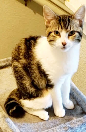 Cat For Adoption Mavia A Tabby Norwegian Forest Cat Mix In Austin Tx Petfinder