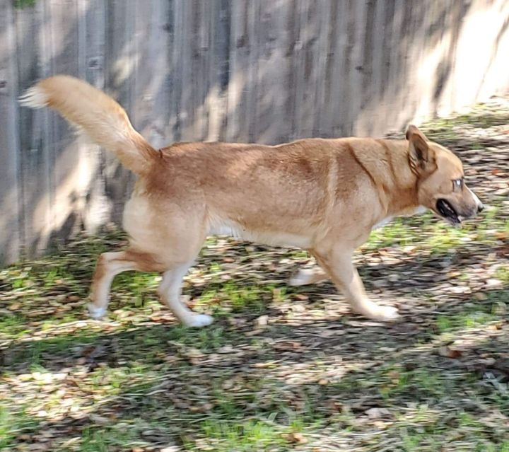 Chaz, an adopted Husky & Shepherd Mix in Corsicana, TX_image-2