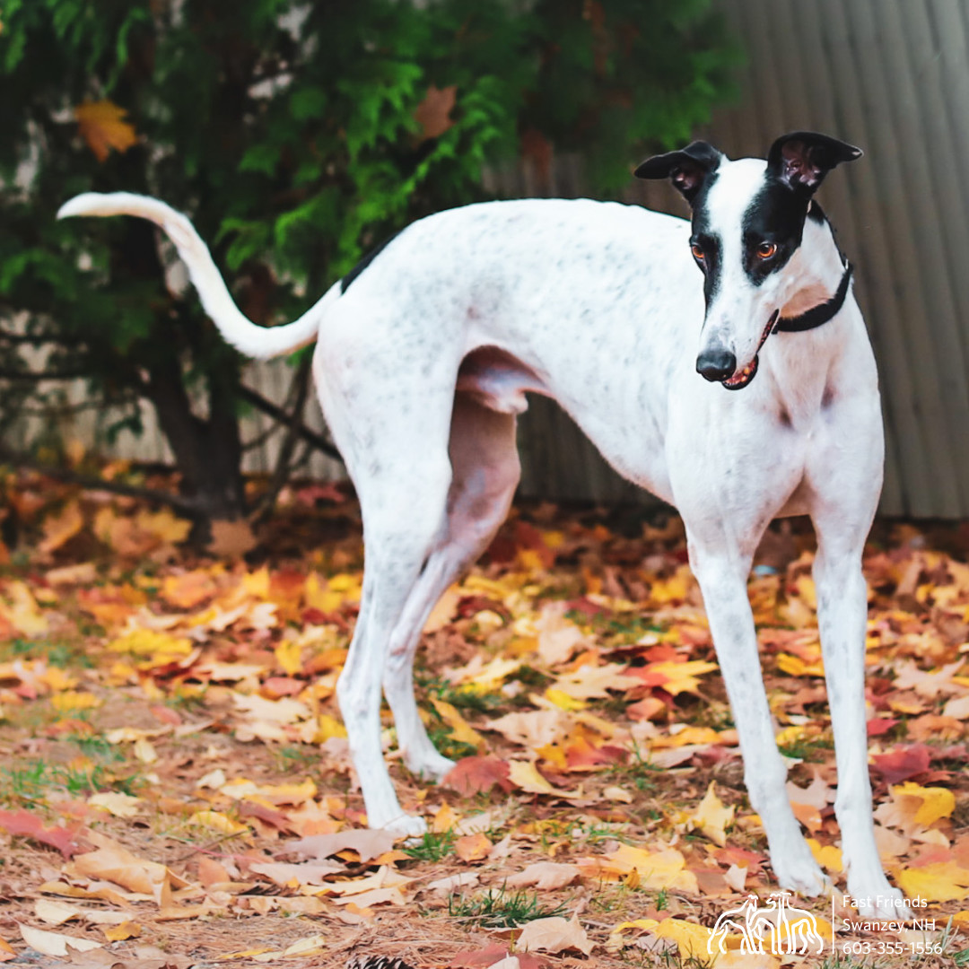 petfinder greyhound