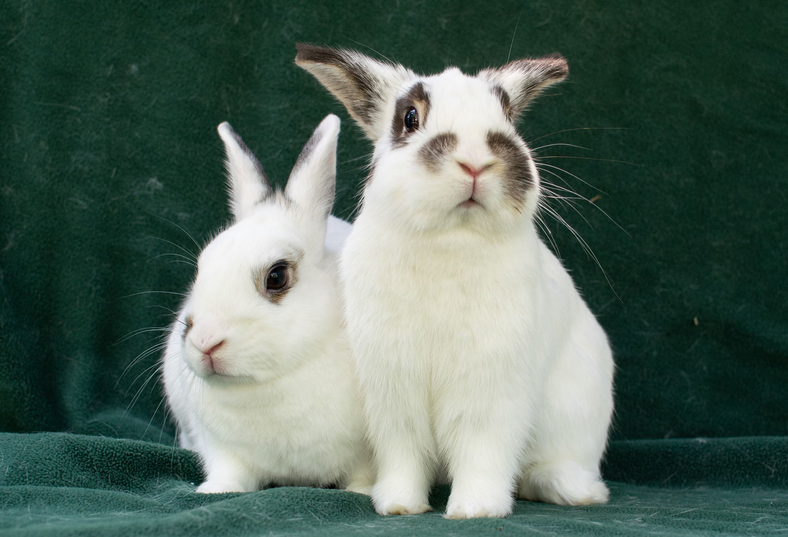 Tootsie &amp; Tewkesbury