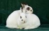 Tootsie &amp; Tewkesbury photo 2
