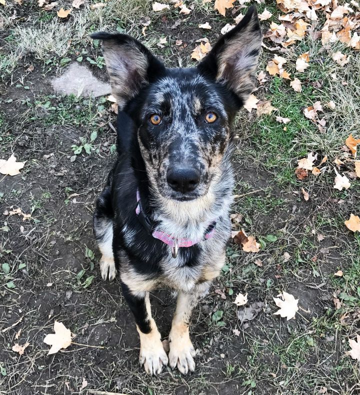 Penelope, an adopted Shepherd in Cincinnati, OH_image-3