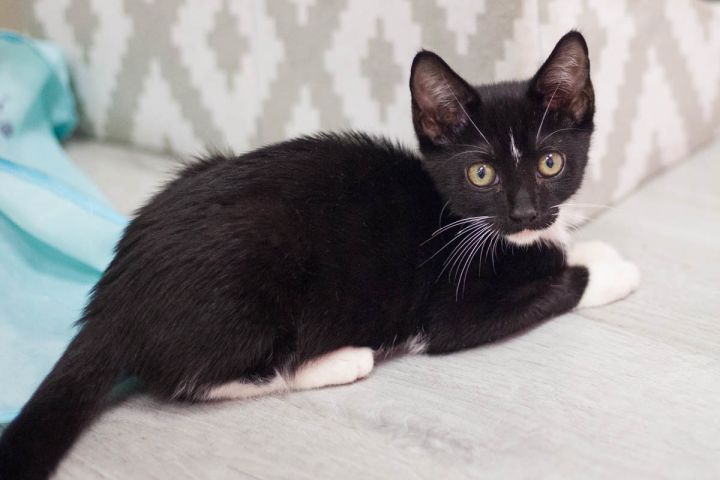 North, an adopted Domestic Short Hair in Ponte Vedra, FL_image-1