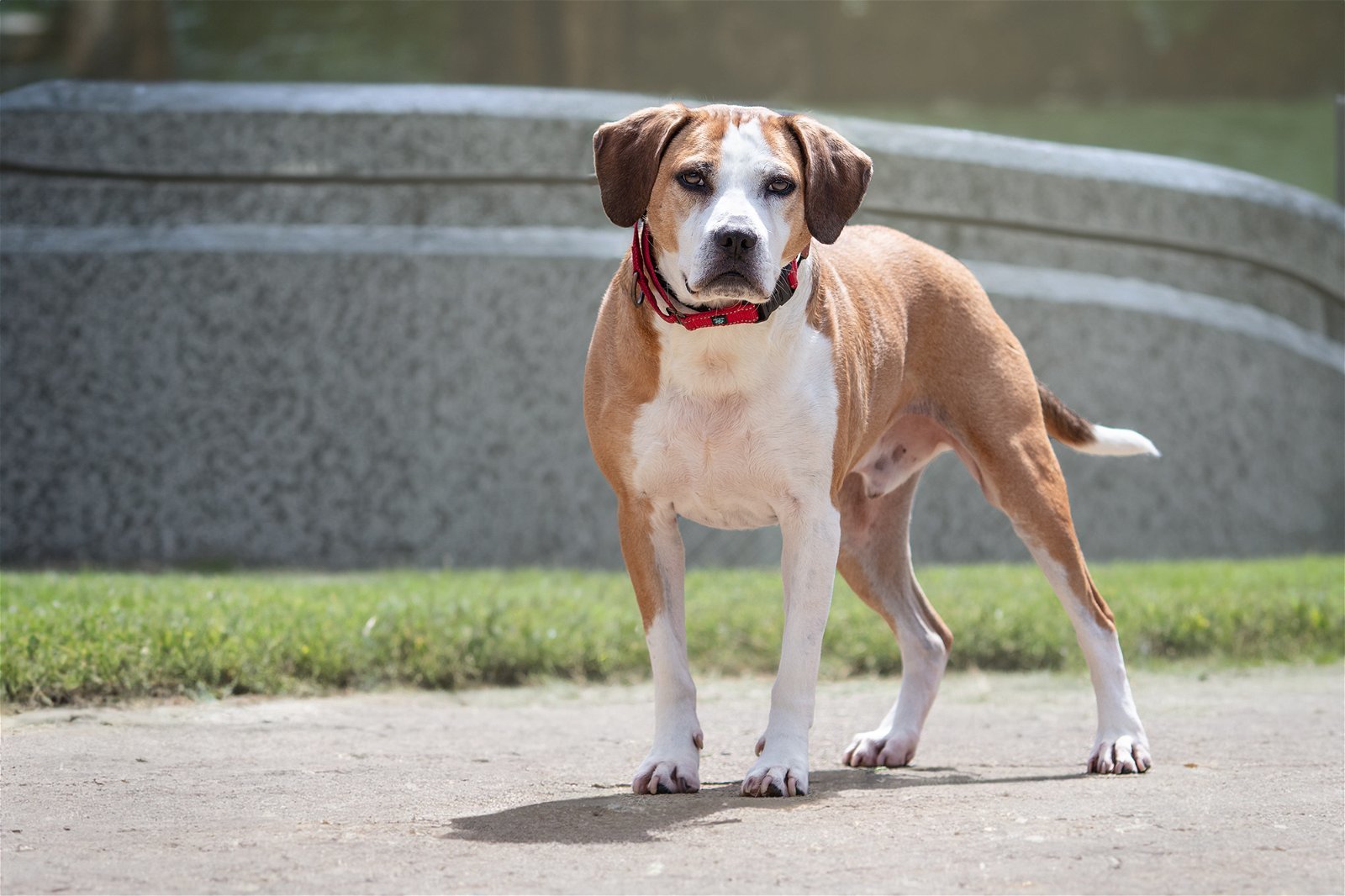 Hansel, an adoptable Beagle in Boston, KY, 40107 | Photo Image 1