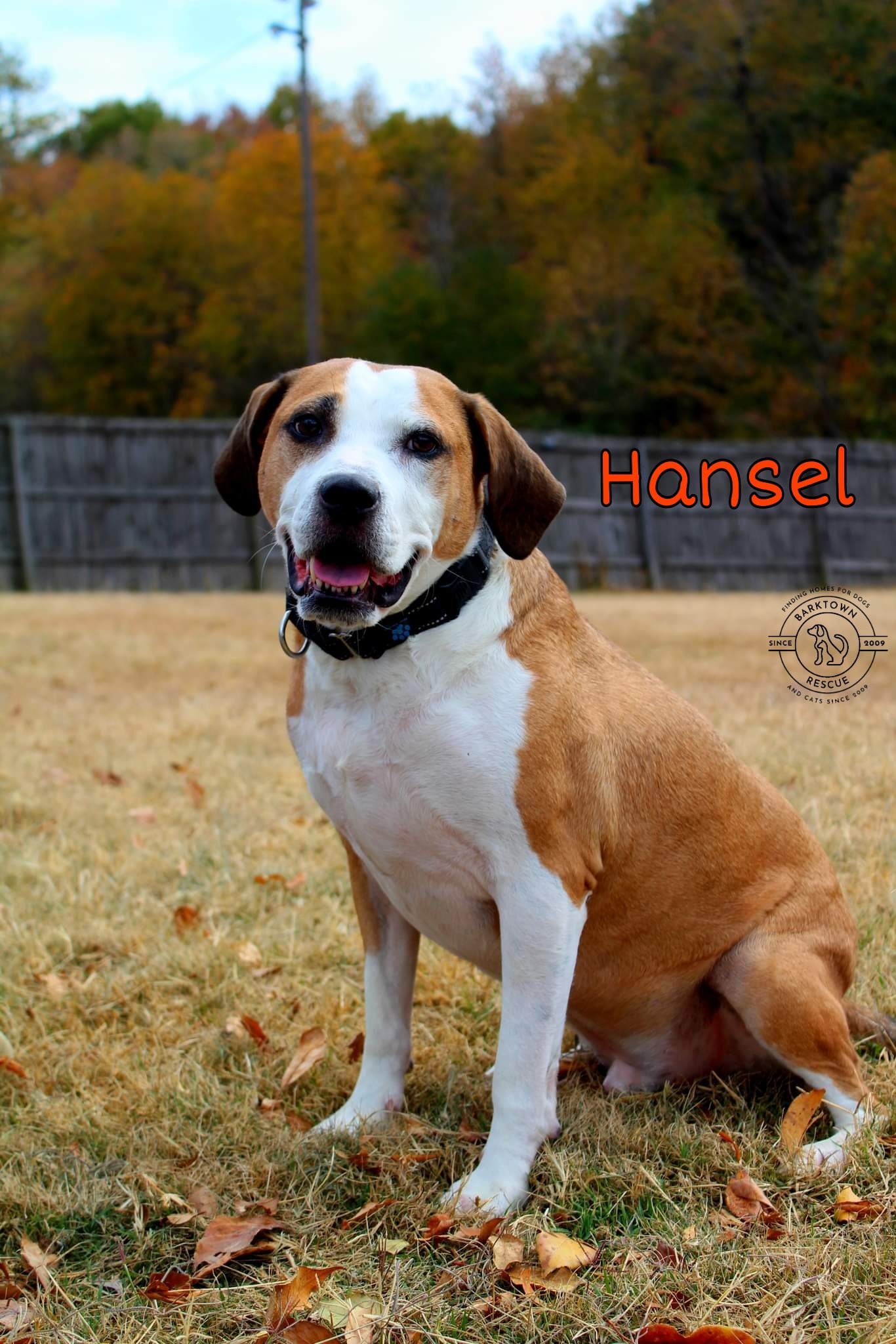 Hansel, an adoptable Beagle in Boston, KY, 40107 | Photo Image 2