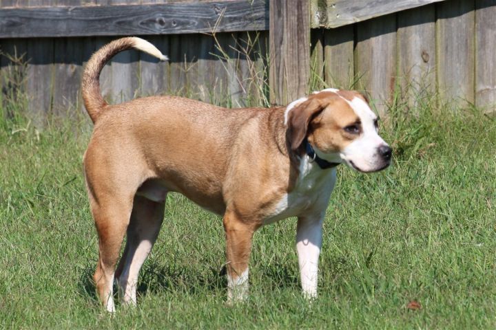 Hansel, an adoptable Beagle Mix in Boston, KY_image-3