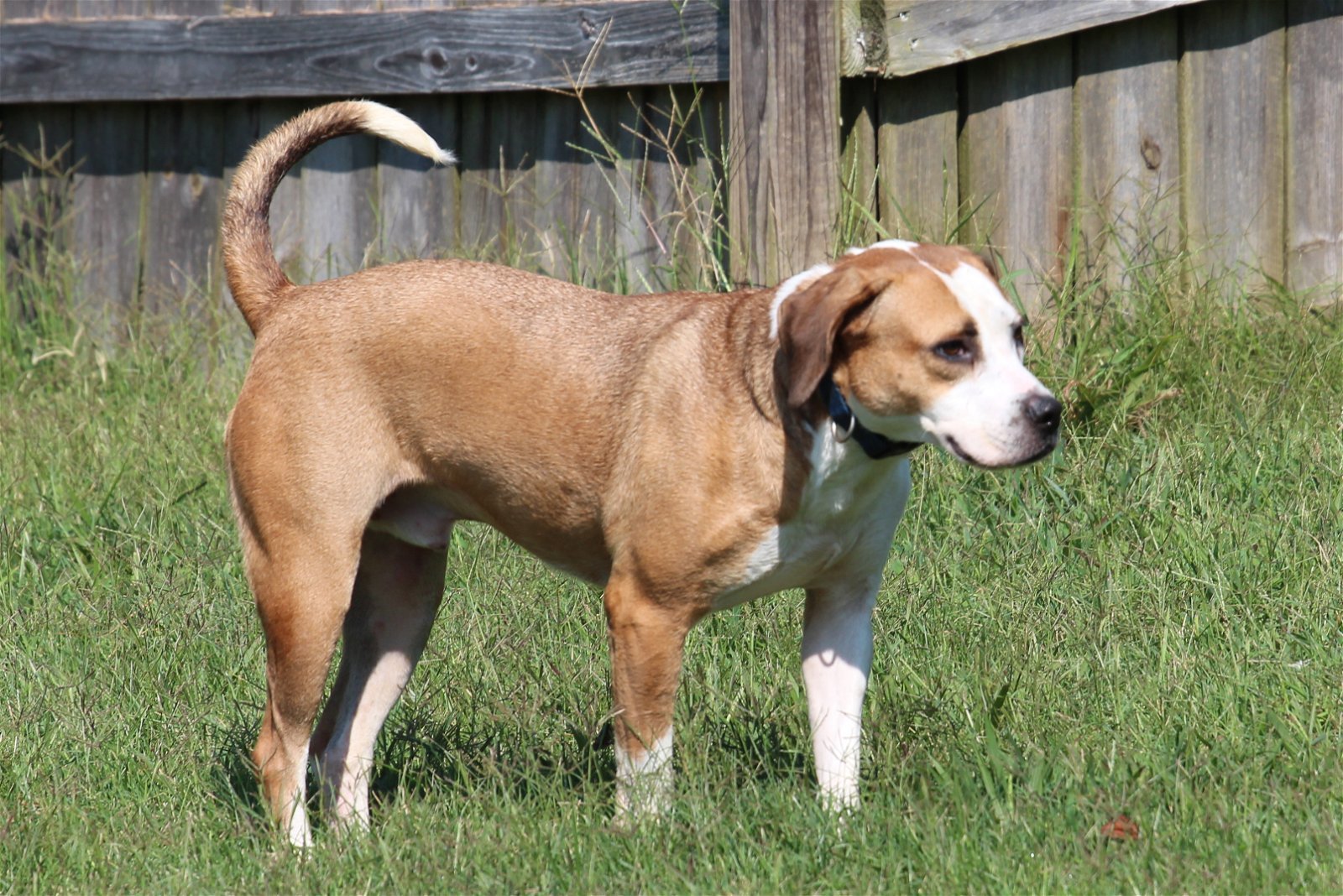 Hansel, an adoptable Beagle in Boston, KY, 40107 | Photo Image 3