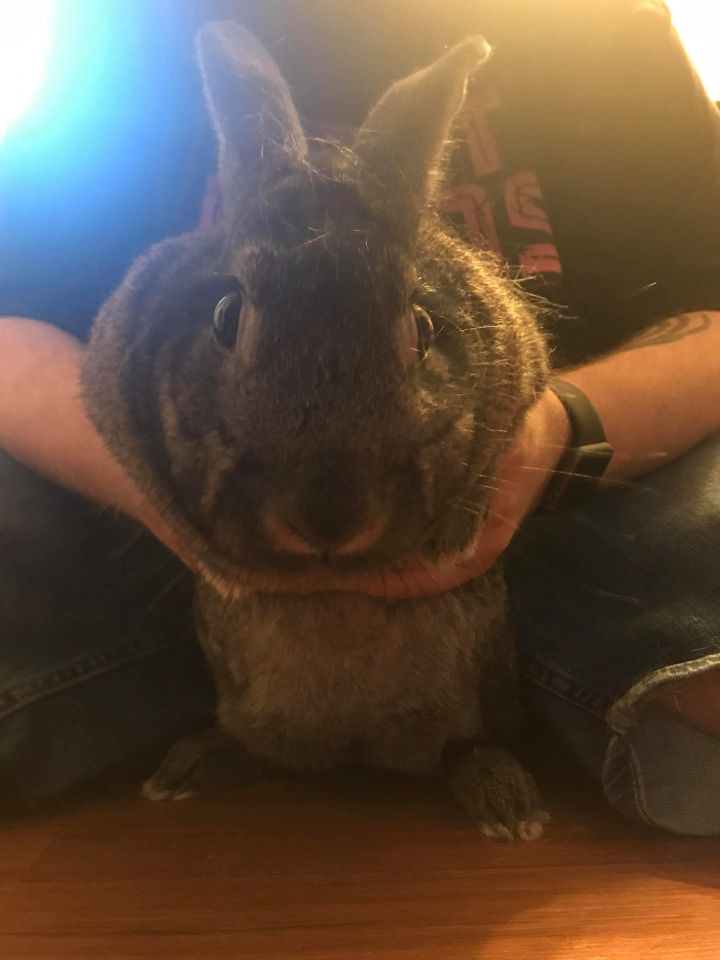 Mr. Kujo The Sassy Bun, an adoptable Rex & Bunny Rabbit Mix in Amelia, OH_image-1