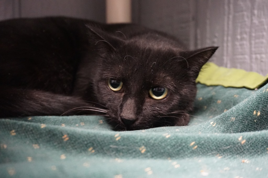 Momma, an adoptable Domestic Short Hair in Warren, MI, 48089 | Photo Image 4