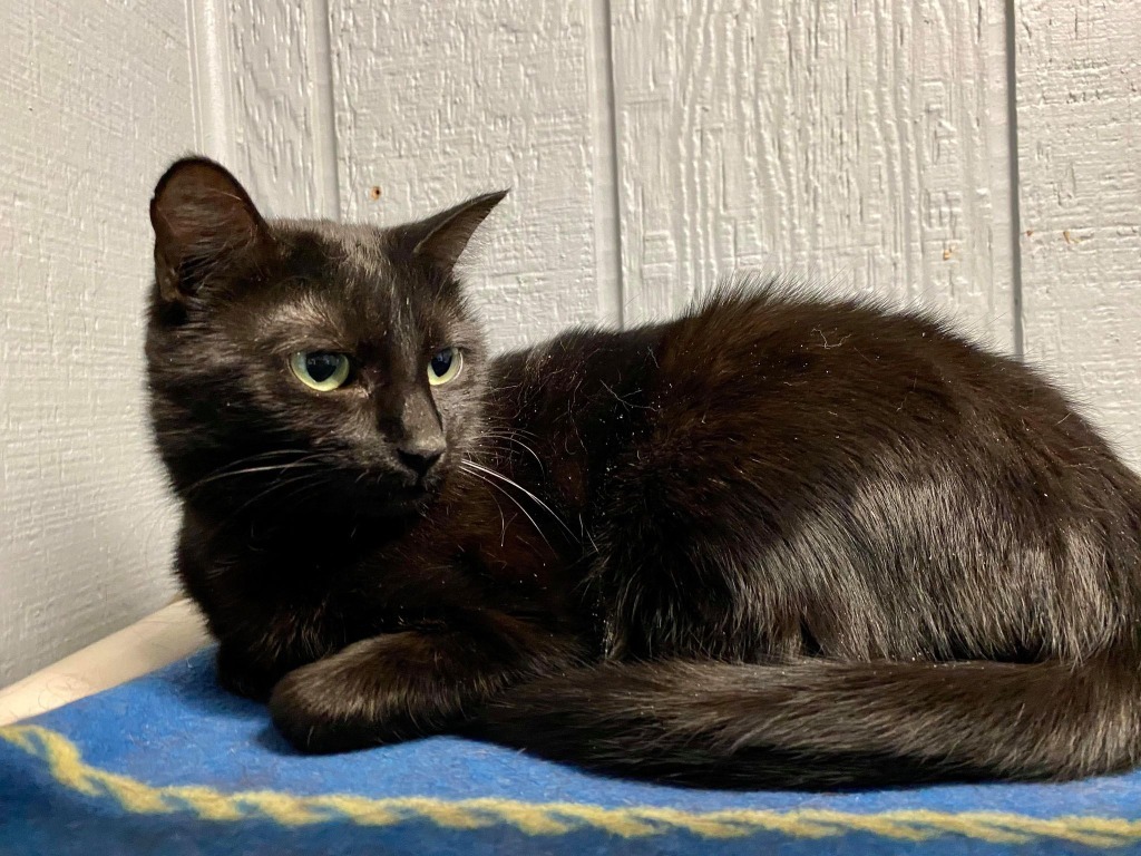 Momma, an adoptable Domestic Short Hair in Warren, MI, 48089 | Photo Image 5