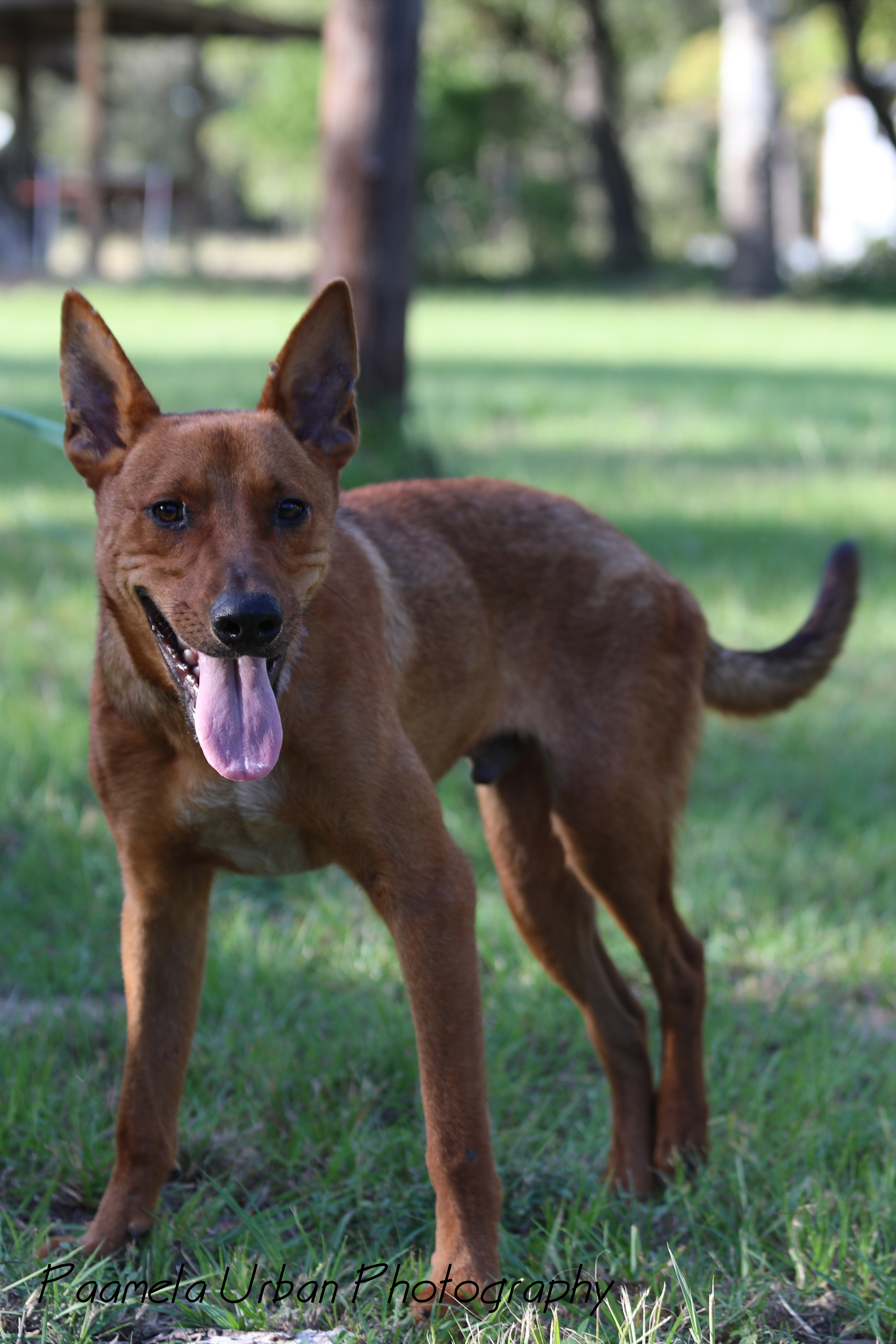Tuck, an adoptable Australian Cattle Dog / Blue Heeler in Sheridan, TX, 77475 | Photo Image 1