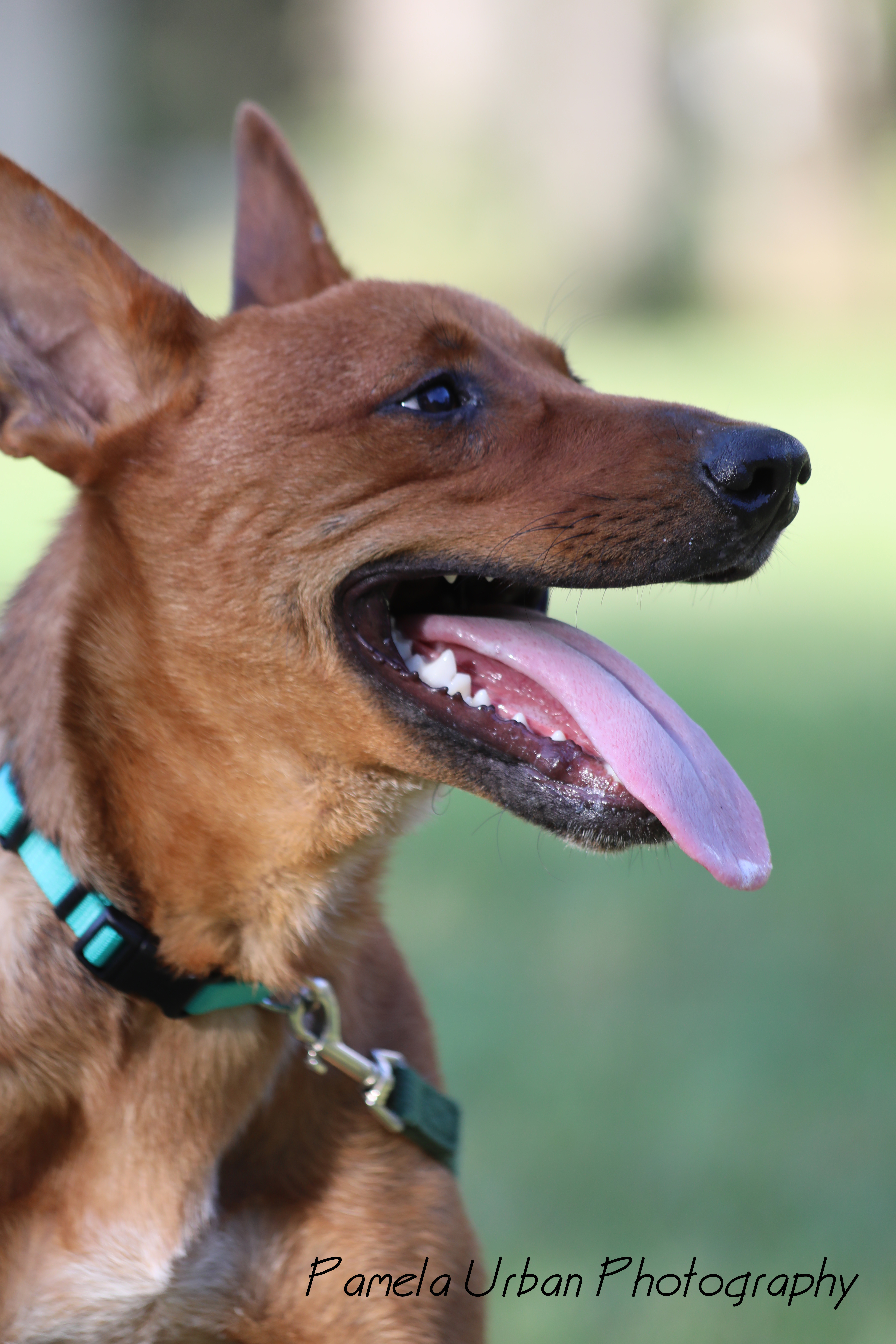 Tuck, an adoptable Australian Cattle Dog / Blue Heeler in Sheridan, TX, 77475 | Photo Image 2