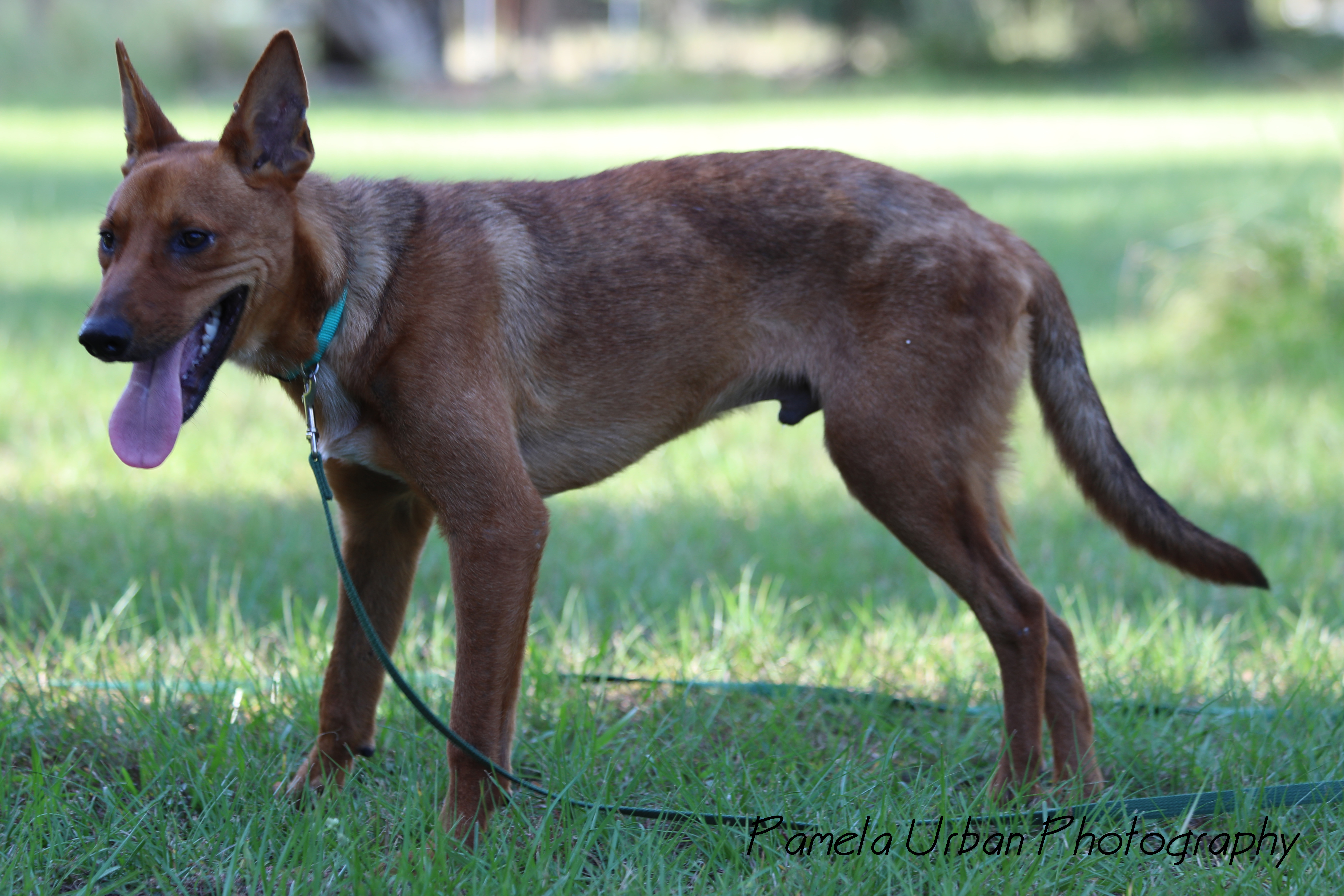 Tuck, an adoptable Australian Cattle Dog / Blue Heeler in Sheridan, TX, 77475 | Photo Image 3