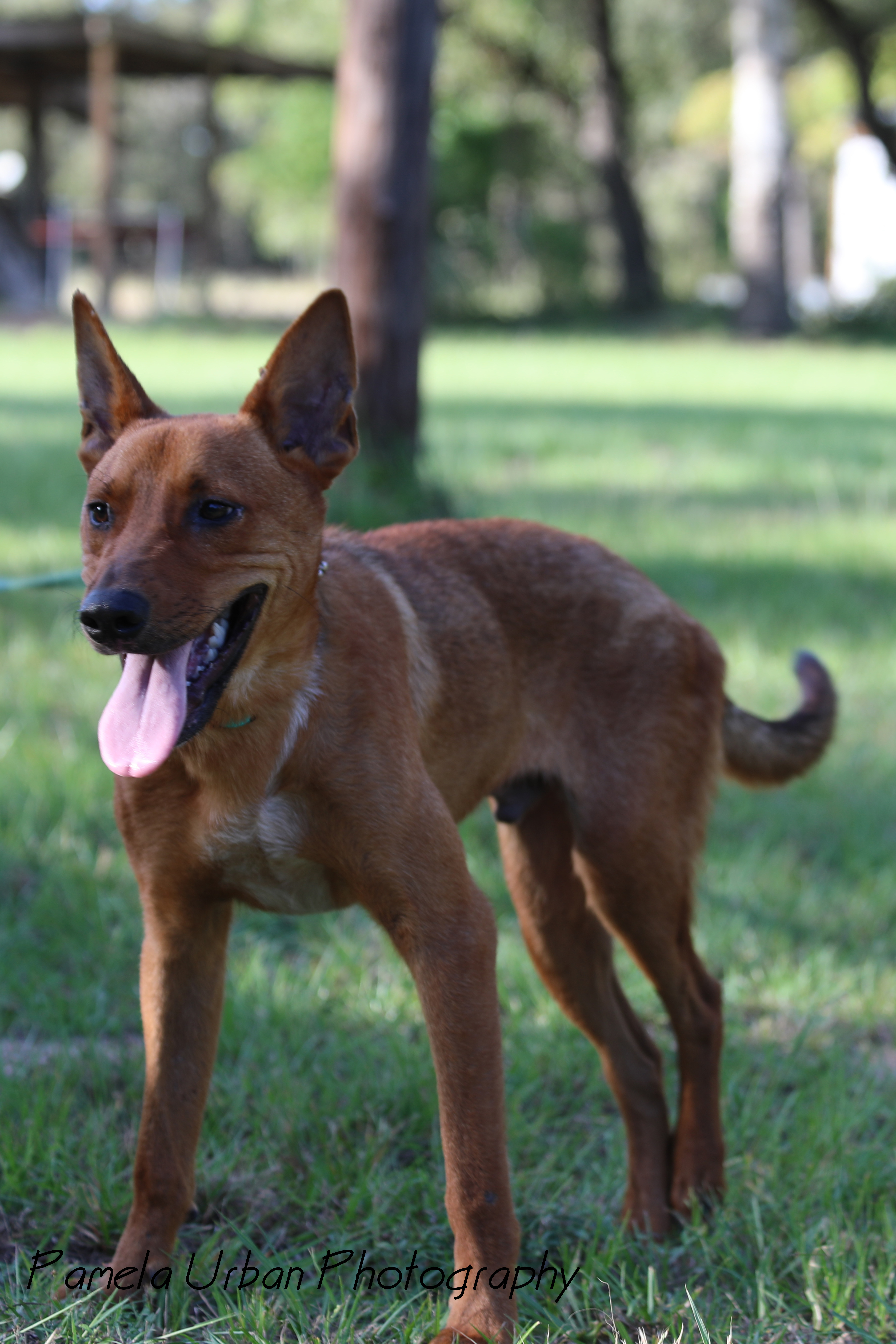 Tuck, an adoptable Australian Cattle Dog / Blue Heeler in Sheridan, TX, 77475 | Photo Image 5