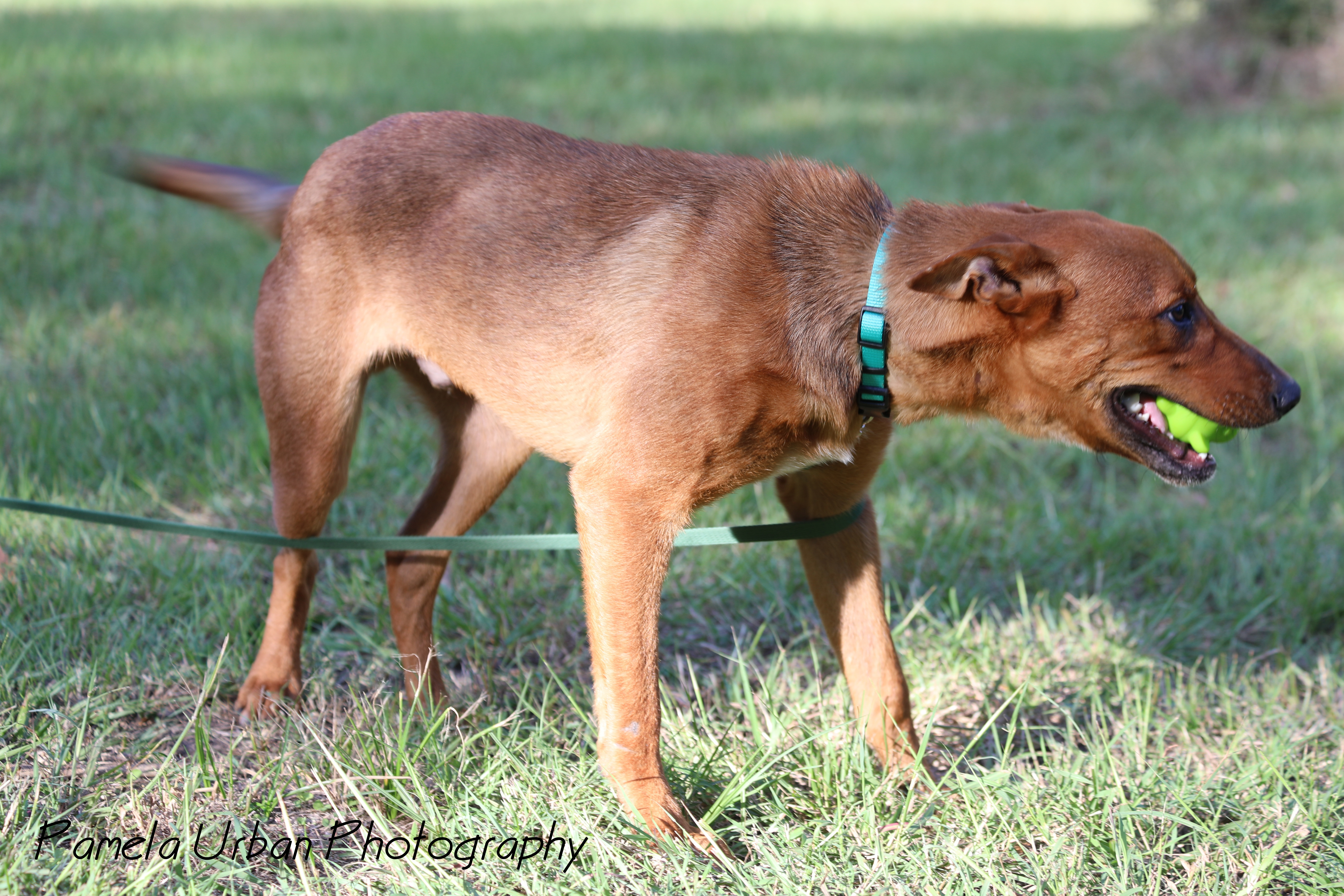 Tuck, an adoptable Australian Cattle Dog / Blue Heeler in Sheridan, TX, 77475 | Photo Image 6