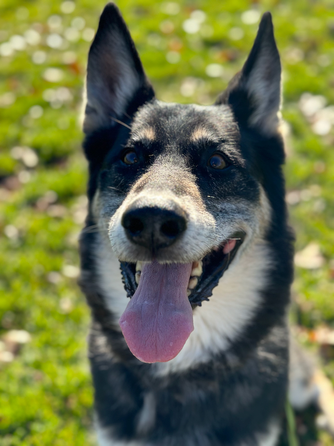 Sky, an adoptable German Shepherd Dog in Chesterfield, MO, 63006 | Photo Image 2