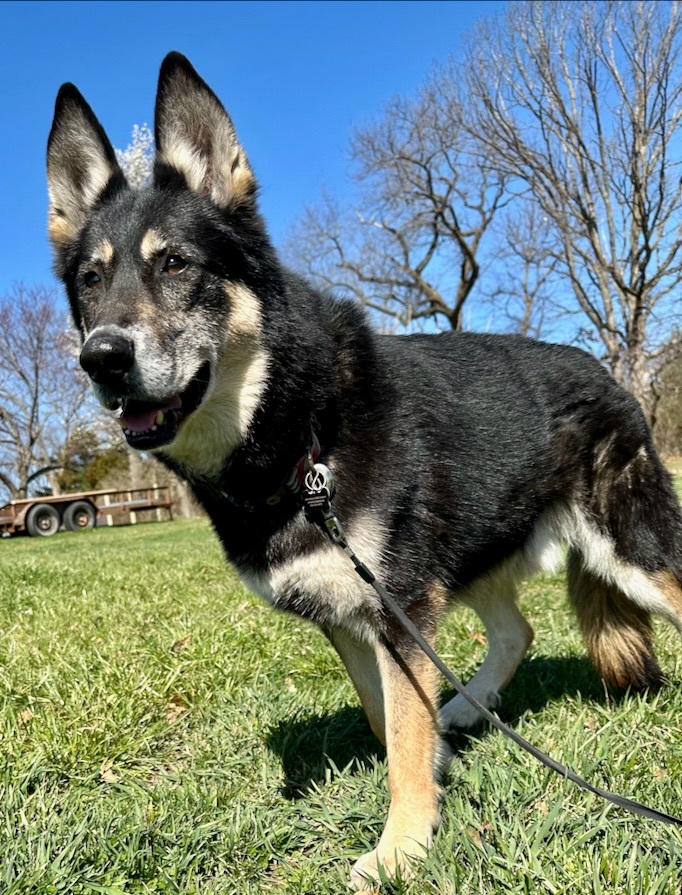 Sky, an adoptable German Shepherd Dog in Chesterfield, MO, 63006 | Photo Image 3