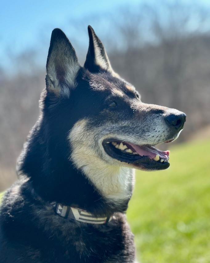 Sky, an adoptable German Shepherd Dog, Siberian Husky in Chesterfield, MO, 63006 | Photo Image 6