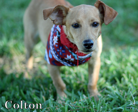 Colton, an adoptable Italian Greyhound, Chihuahua in Humble, TX, 77396 | Photo Image 2