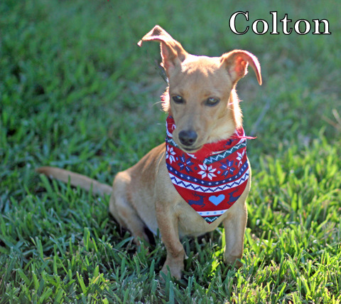 Colton, an adoptable Italian Greyhound, Chihuahua in Humble, TX, 77396 | Photo Image 3