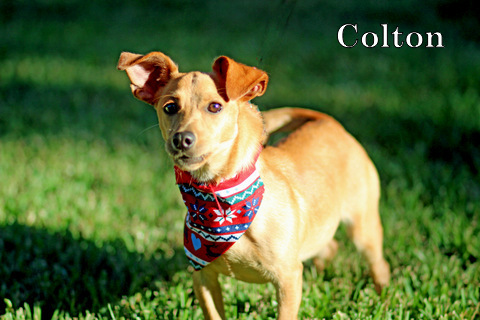 Colton, an adoptable Chihuahua, Italian Greyhound in Humble, TX, 77396 | Photo Image 3