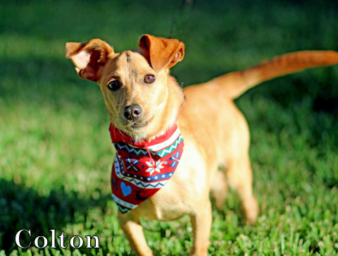 Colton, an adoptable Chihuahua, Italian Greyhound in Humble, TX, 77396 | Photo Image 4