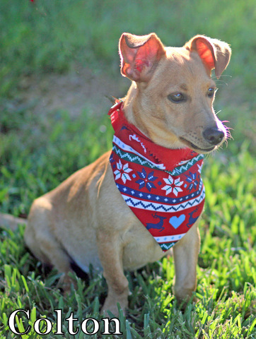 Colton, an adoptable Italian Greyhound, Chihuahua in Humble, TX, 77396 | Photo Image 5