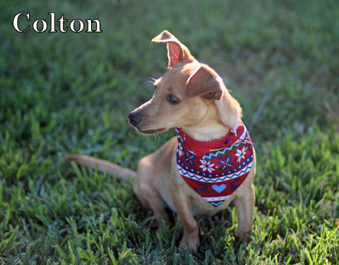 Colton, an adoptable Chihuahua, Italian Greyhound in Humble, TX, 77396 | Photo Image 6