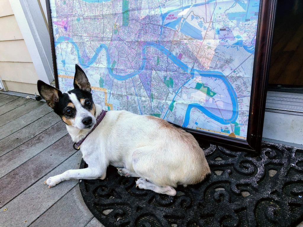 Chewie (Senior in foster), an adoptable Chihuahua, Terrier in New Orleans, LA, 70123 | Photo Image 2