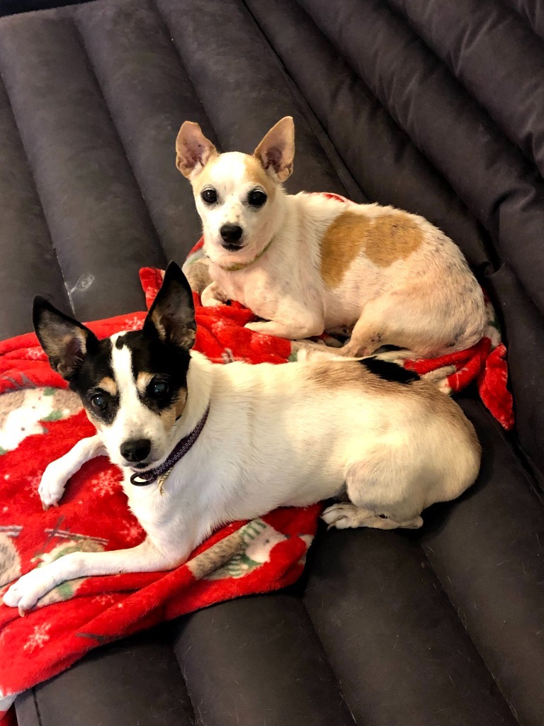 Chewie (Senior in foster), an adoptable Chihuahua, Terrier in New Orleans, LA, 70123 | Photo Image 3