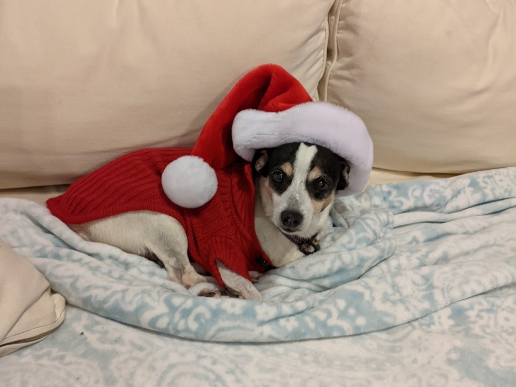 Chewie (Senior in foster), an adoptable Chihuahua, Terrier in New Orleans, LA, 70123 | Photo Image 5