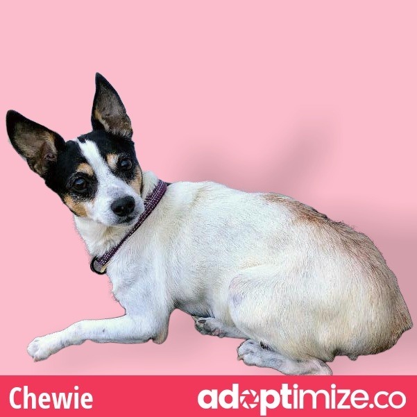 Chewie (Senior in foster), an adoptable Chihuahua, Terrier in New Orleans, LA, 70123 | Photo Image 6