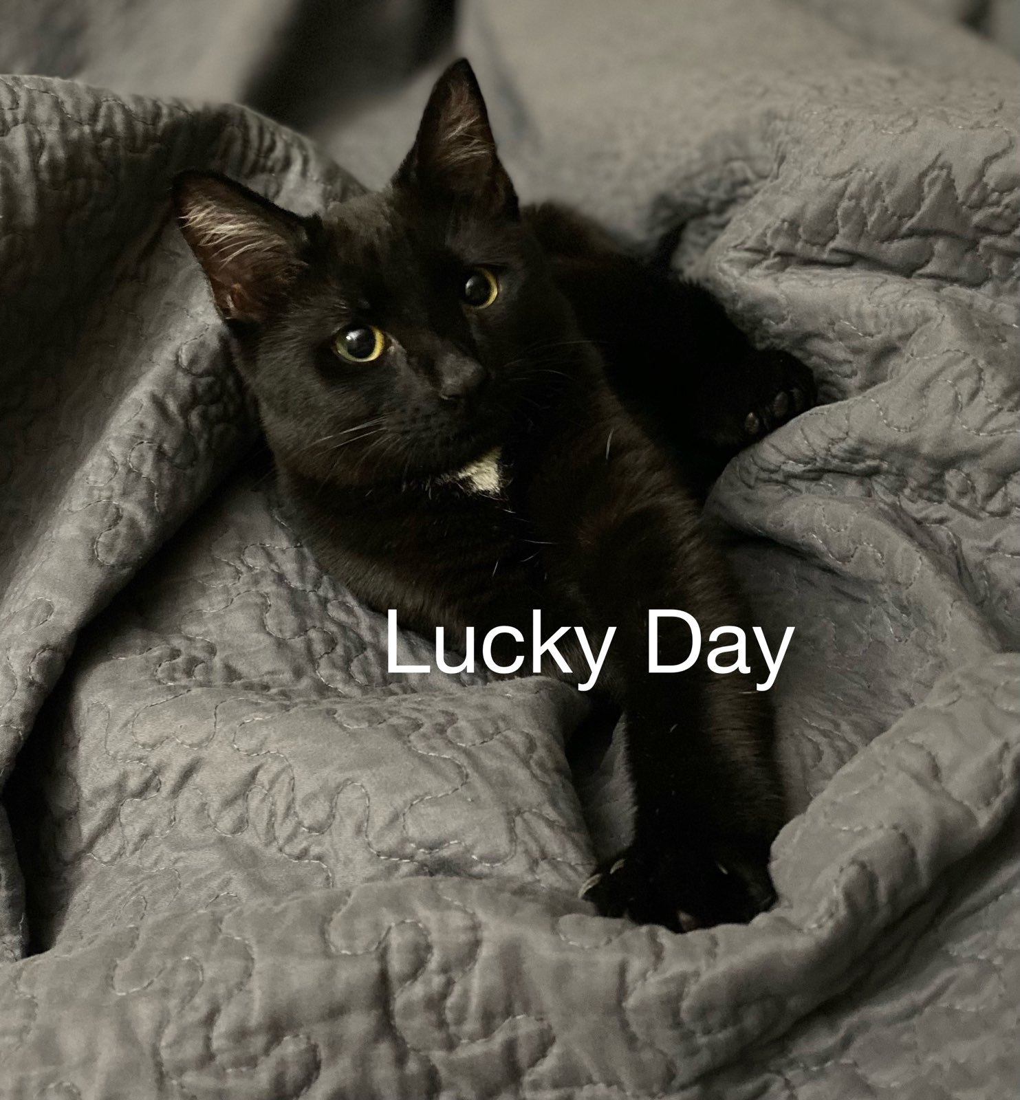 Lucky Day detail page