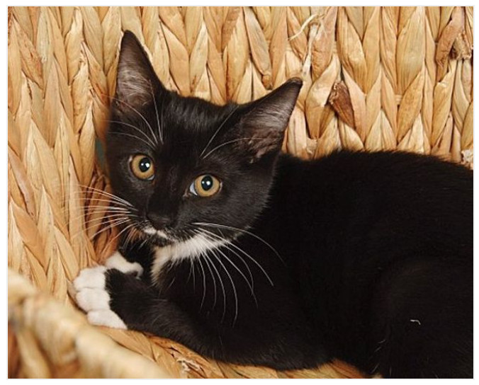 Kitty, an adopted Tuxedo & Domestic Short Hair Mix in Miami, FL_image-1