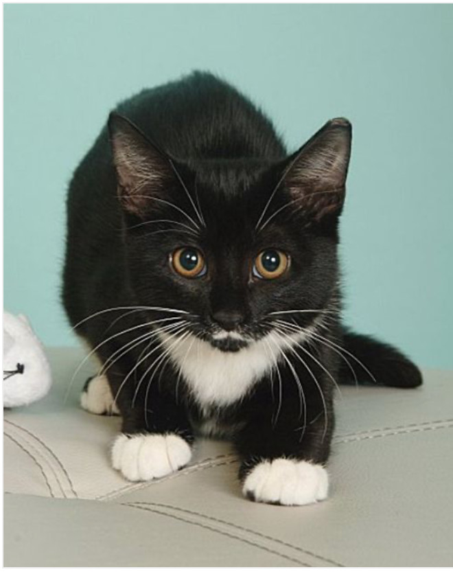 Kitty, an adopted Tuxedo & Domestic Short Hair Mix in Miami, FL_image-2