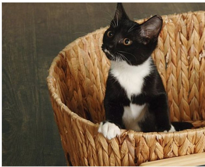 Kitty, an adopted Tuxedo & Domestic Short Hair Mix in Miami, FL_image-3