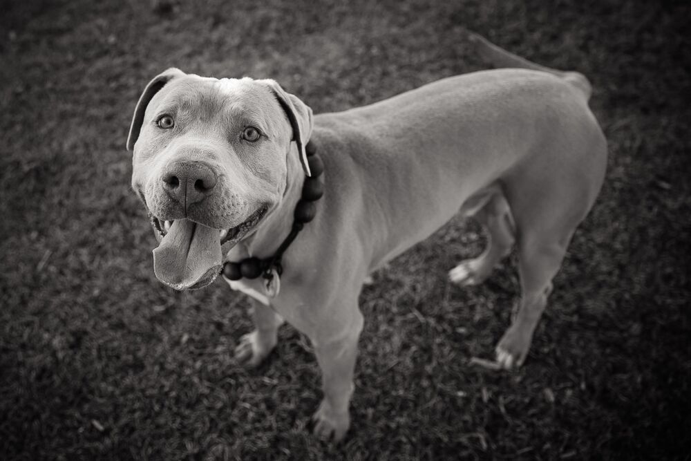 Jerry, an adoptable American Bulldog, Labrador Retriever in Boulder, CO, 80305 | Photo Image 2