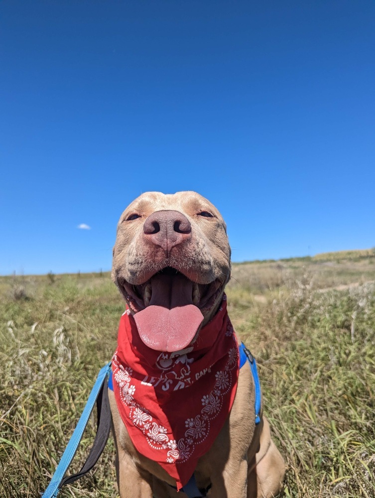 Jerry, an adoptable American Bulldog, Labrador Retriever in Boulder, CO, 80305 | Photo Image 5