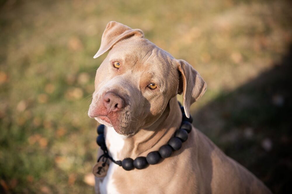 Jerry, an adoptable American Bulldog, Labrador Retriever in Boulder, CO, 80305 | Photo Image 6