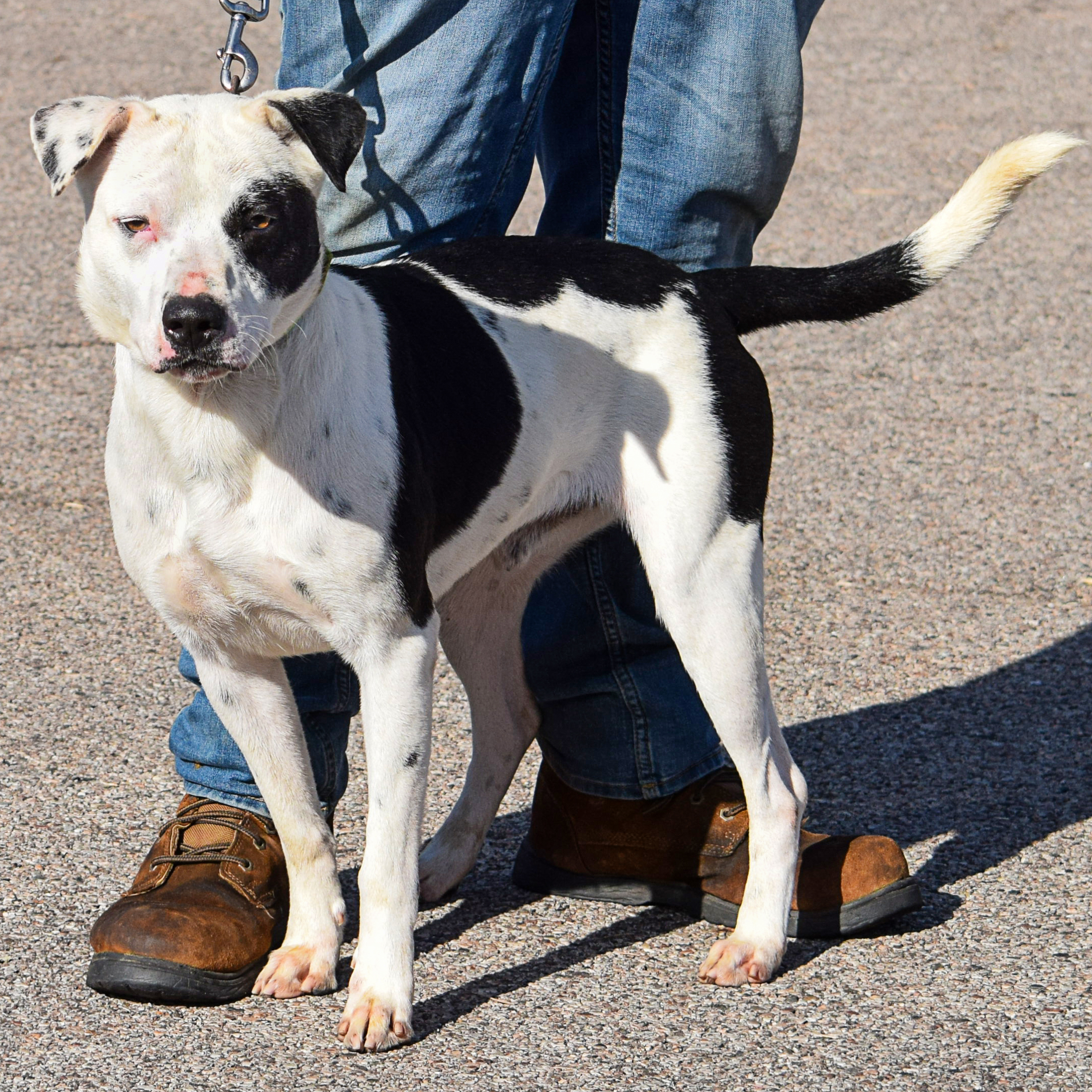 Sport, an adoptable American Staffordshire Terrier, Border Collie in Huntley, IL, 60142 | Photo Image 3