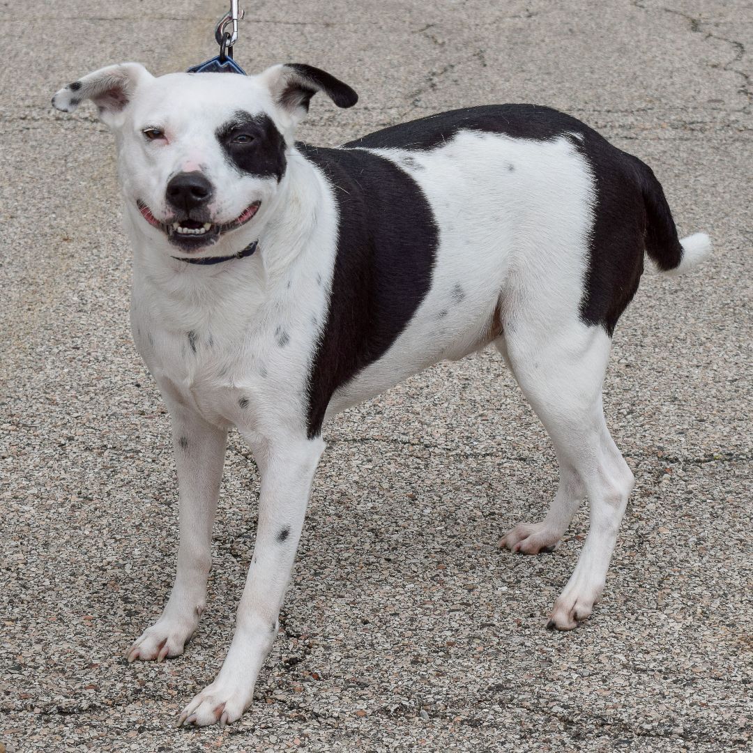 Sport, an adoptable American Staffordshire Terrier, Border Collie in Huntley, IL, 60142 | Photo Image 5