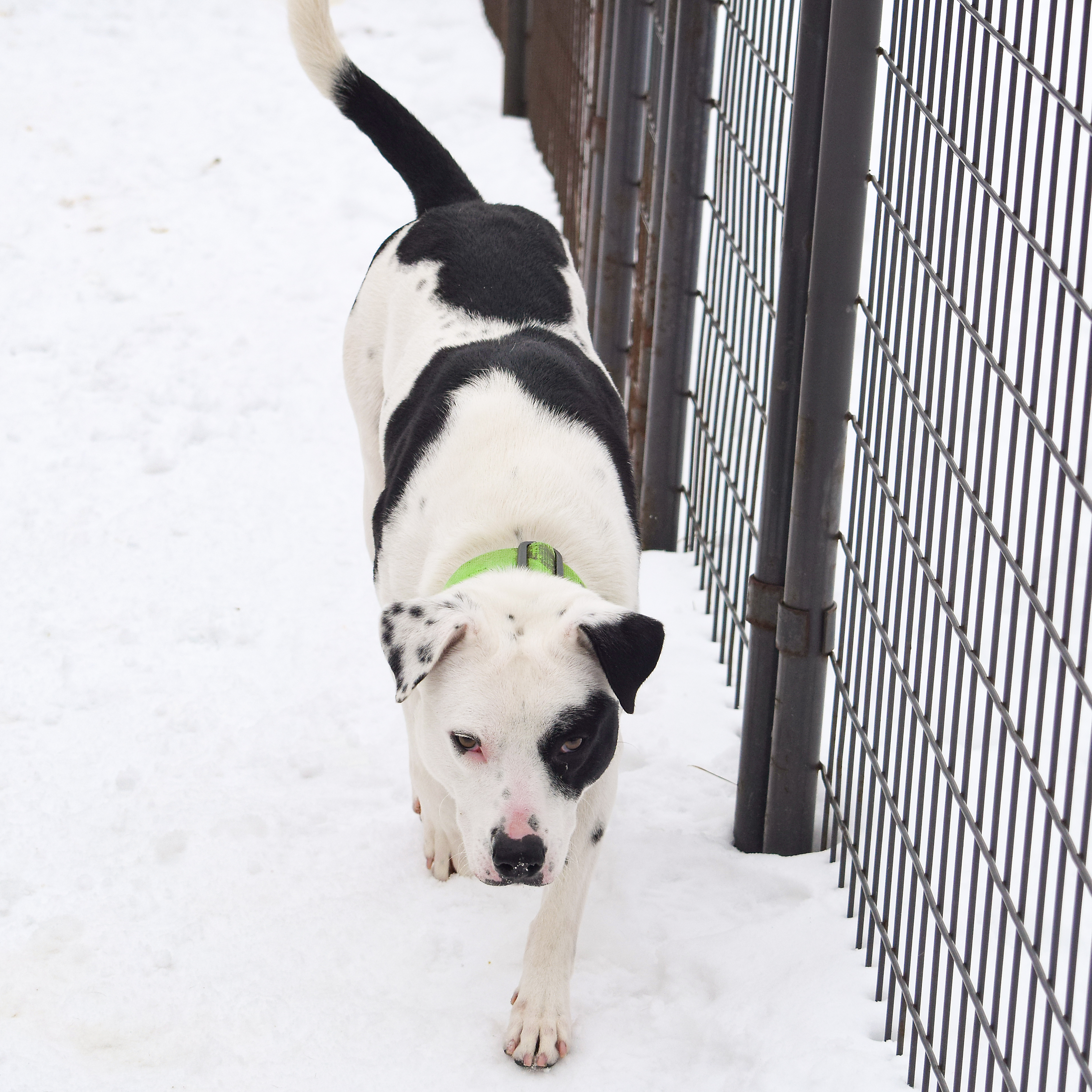 Sport, an adoptable American Staffordshire Terrier, Border Collie in Huntley, IL, 60142 | Photo Image 6